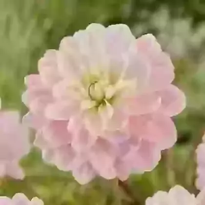 Brackenridge Ballerina